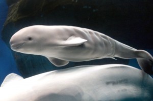 Young whale