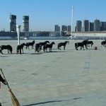 The city of Kangbashi